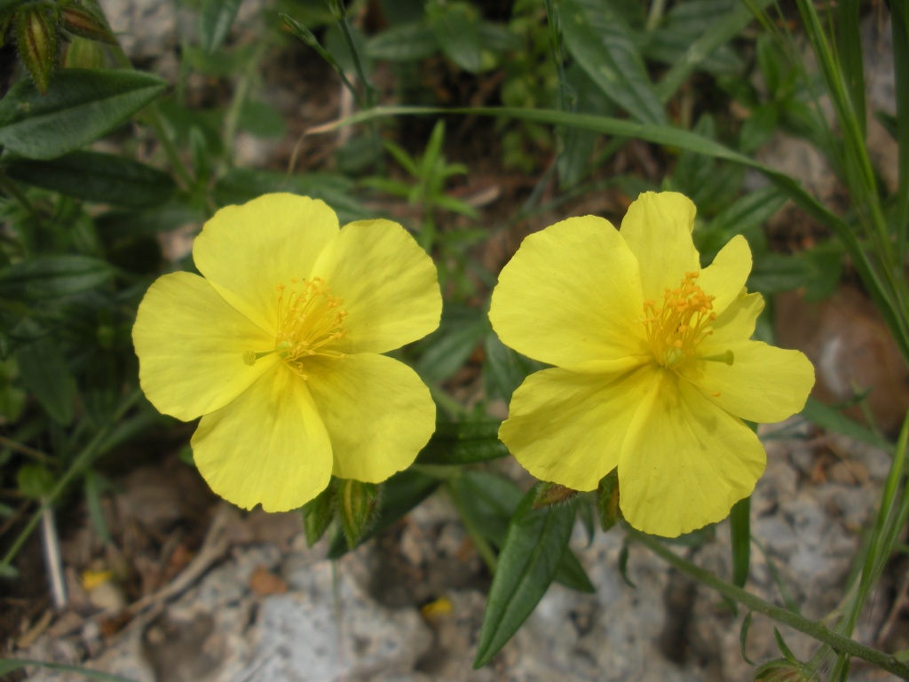 Helianthemum nummularium